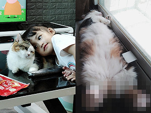 三花貓陪玩累壞睡翻　竟遭最愛小主人「超可愛惡作劇」！