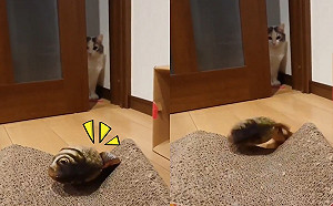 (影)奴才進貢電動魚玩具　喵皇躲在門後冷眼注視：這什麼鬼？