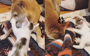 (影)柴犬被調皮小貓狂騷擾　牠「捲布包起來」：眼不見為淨！