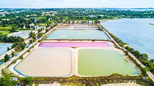 「粉紅湖」不用出國看！金門濕地魚塭五彩繽紛有如上帝調色盤