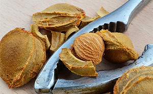 吃杏仁也戰南北？這種杏仁你可不能當零食吃