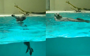 (影)日本水族館因疫情閉館　海獺祕密大秀「高速花式轉圈」絕技