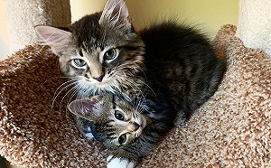 虎斑貓貼身守護小弟弟　緊緊陪伴：我們一起找新家！