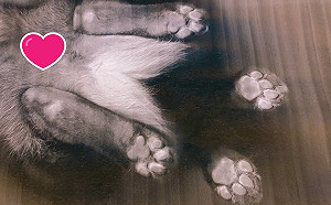 礙事橘貓佔據印表機　意外產生高畫質喵星人「私密照」！