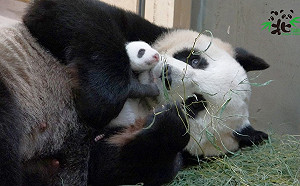 夜訪動物免曬太陽！台北市立動物園暑期夜間開放到9時