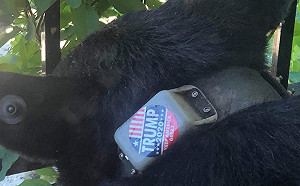 誰幹的?  貼川普競選標誌在熊脖子上  動保團體懸賞5000美金逮人