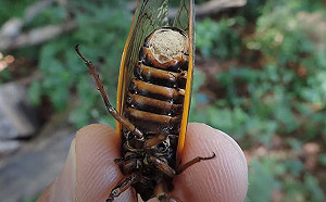 美發現殭屍蟬！迷幻真菌寄生 操控心智感染其他生物