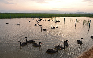 癩蝦蟆想吃「天鵝肉」？  北韓:天鵝富含蛋白質  21世紀的抗癌聖品