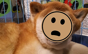 柴柴頭卡縫縫睡到「不醒狗事」　一回頭網友全笑翻！