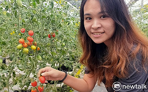 全台首創低鉀番茄問世！經濟部SBIR補助支持 適合腎臟、糖尿病患食用
