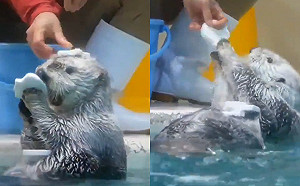(影)海獺得到小貝貝一一清點　呆愣3秒後全送回：通通都給你！