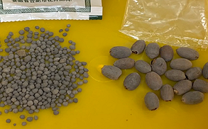 法國也遭中國不明種子入侵！法網友怒標記中共駐法使館「討交代」