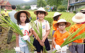 新北友善田園稻收割   金山學童食農體驗