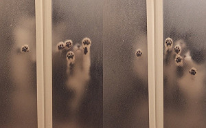 (影恐怖片？浴室門一關驚見無數詭異肉球浮出　本尊其實超可愛！