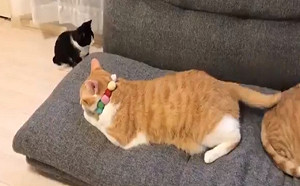 (影)小賓士飛撲橘貓尾巴一個翻滾卡縫隙  網笑：大貓故意的？