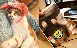 橘白貓佔領印表機他「按彩色列印」 網友笑：肚子有亮點！