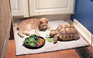 橘貓耐心陪好友「龜速吃飯」等到睡著　網笑：吃太久了啦！