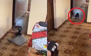 (影)路障我來清！阿嬤輪椅要過貼心狗為她移地毯　網：超孝順