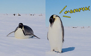 (影)南極洲取景巧遇好客企鵝　撸完地板趕緊爬起說哈囉！