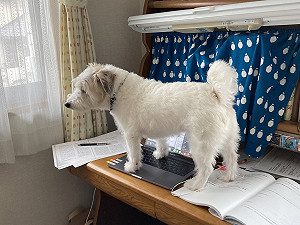 打報告暫時離開　回頭見狗狗站筆電用「汪星文」寫作業！