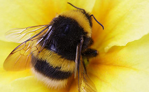 氣候變遷只能傻等花開？研究發現：蜜蜂會咬開葉片、讓花盛開！