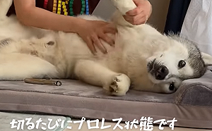 (影)哈士奇拒絕剪指甲「戲精上身」 表情驚恐：老爺不要啊！