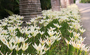 士林官邸10萬株風雨蘭爆發！本周進入最佳賞花期