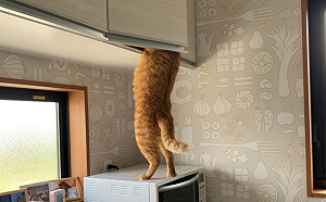 (影)貪吃橘貓自己撬開門翻箱倒櫃  偷食過程全都錄！