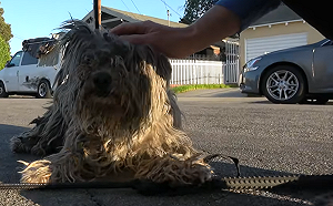 (影)街頭驚見髒兮兮「毛球」　美容剃毛搖身變成軟萌小白狗