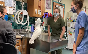 (影)看診變上夜店？鳳頭鸚鵡魔性點頭帶醫護人員「跳起來」