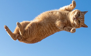 日本攝影師捕捉貓跳躍瞬間　橘貓懸在半空中「一臉看透喵生」