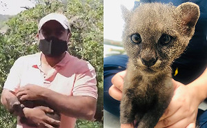 (影)男子撿到隻被棄小貓越養越不對勁　才知竟是野生細腰貓！