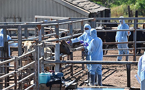 又有新案例！金門牛結節疹新增4頭疑患牛隻