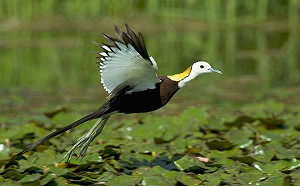 溫室氣體減量有成！農委會：吸收量已大於排放量