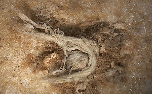 4萬年前0.6公分編繩出土 尼安德塔人被證智慧不低