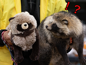 狸貓瞧見仿真絨毛玩偶　滿臉吃驚：「呃……你哪位？」