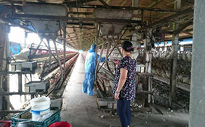 雲林新增2土雞場染高病原禽流感！2萬7千隻遭撲殺