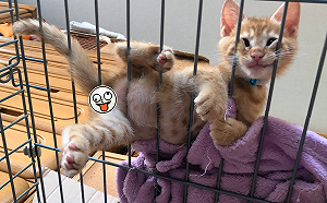 (影)調皮小橘貓爬籠子臉擠成一塊　網友目光全聚焦「小鈴鐺」