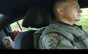 貓頭鷹受傷被員警載回警局　牠獨自坐後座：我沒犯法啦！