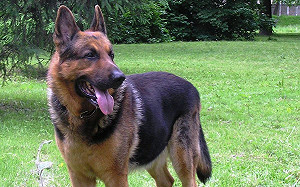 執法過當? 全身趴地大腿還遭警犬反覆撕咬 非裔男性面臨截肢命運