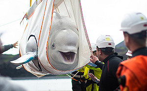 (影)白鯨姐妹被迫表演10年終將野放　回歸大海面露萌笑：自由啦！