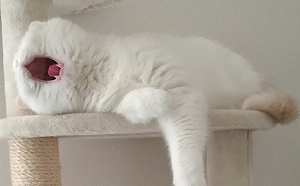 喵星人打哈欠竟讓人不寒而慄　網友：「好像要被吞噬！」