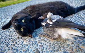 (影)雕刻師救援鵲鳥寶寶　牠意外與黑貓變成超級好朋友！