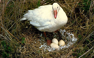 鵝蛋一夕間成為熱搜關鍵字　榮登高雄市長補選真正贏家？