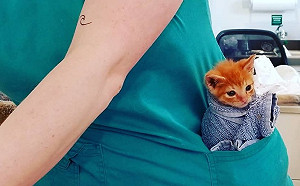 小橘貓天生小腦發育缺陷　不減黏人功力最愛被包成「貓捲餅」