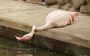 紅鶴熱到中暑橫躺著喝水引熱議？飼育員：人家其實是坐著唷！