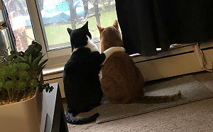 不打不相識的貓兄弟遇暴風雨來襲　奴才見超暖一幕秒融化！