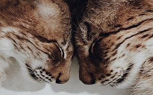 (影)兩隻猞猁愛玩「撞頭」遊戲　她笑：跟二哈一起長大的！