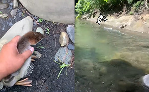 (影)才輕柔將牠放下　鳥兒「輕功水上飄」一溜煙消失在遠方！