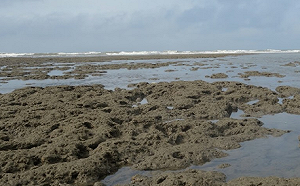 桃園大潭藻礁疑遭破壞！監委申請自動調查中油三接工程